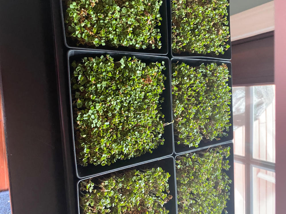 Nice trays