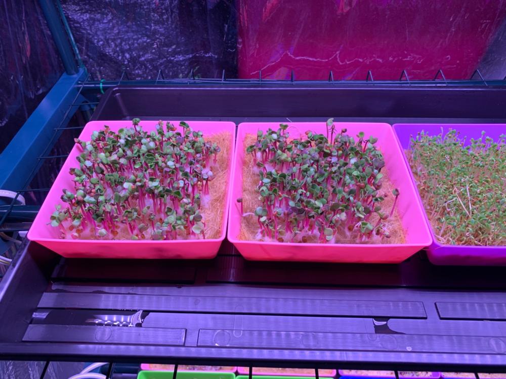 Great for microgreens