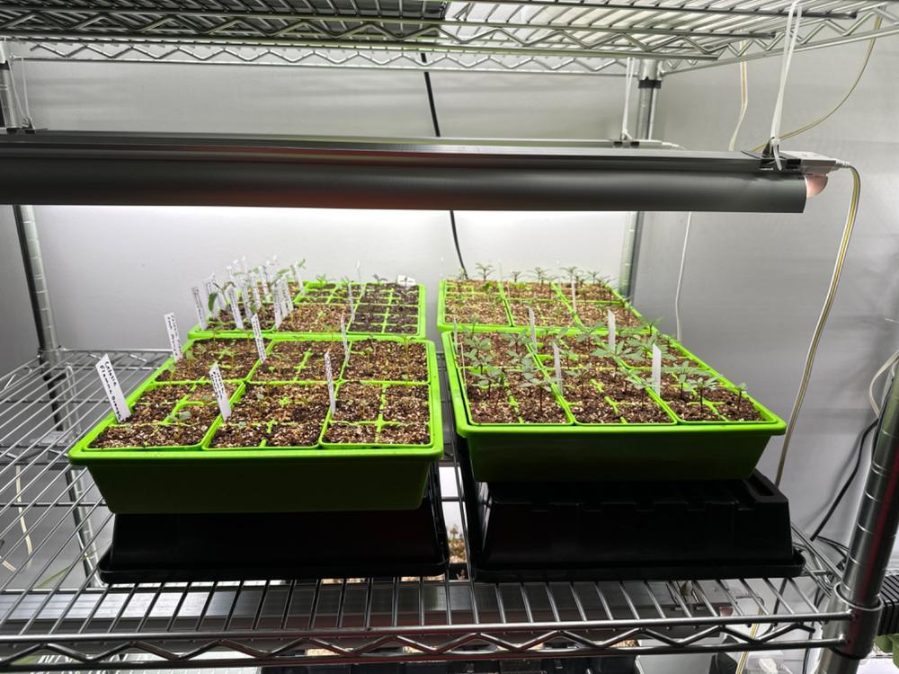 My seedlings love it