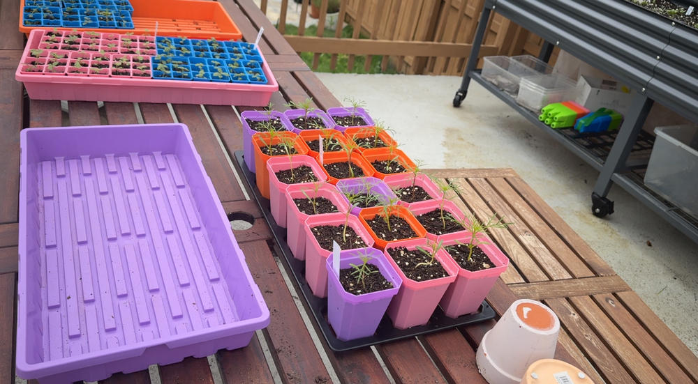 Good but pots are small