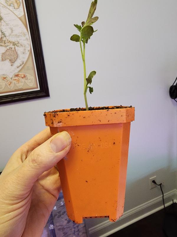 These pots rock