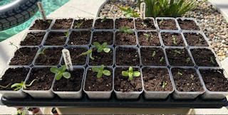Great for starting seeds