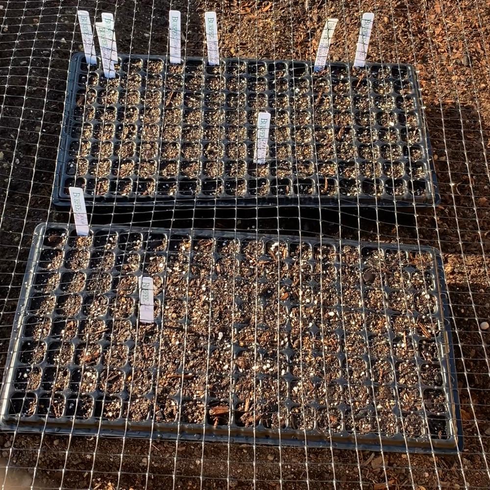 Okay trays, but not for me