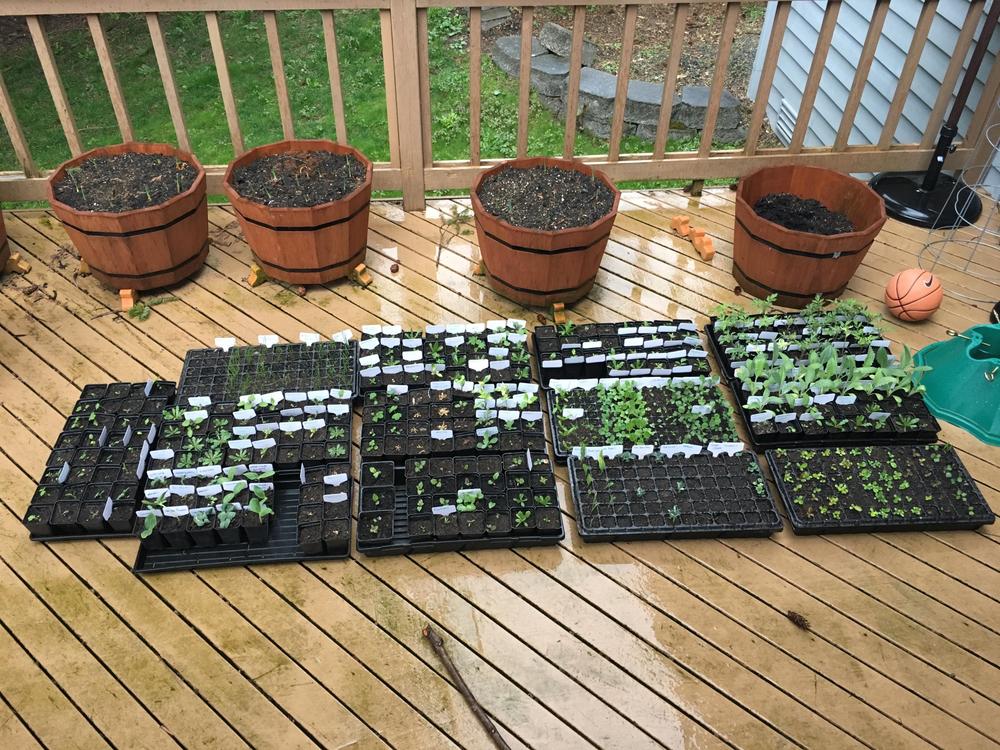 Good trays, but a bit flimsy
