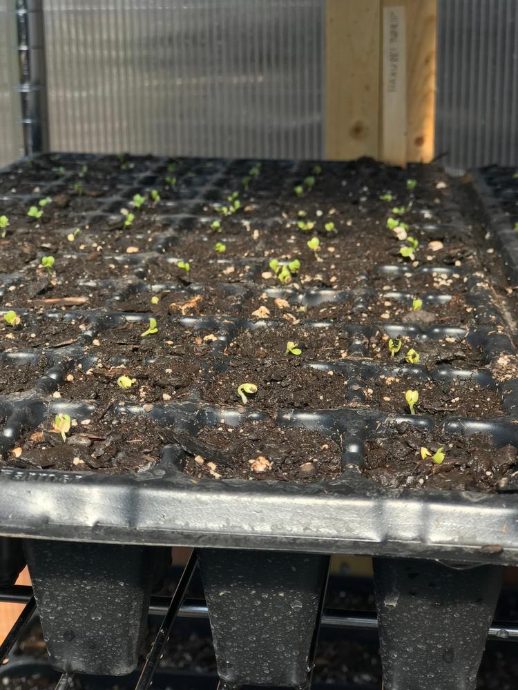 Great for starting seeds