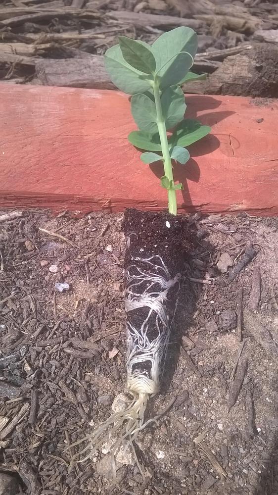 Great for seedlings
