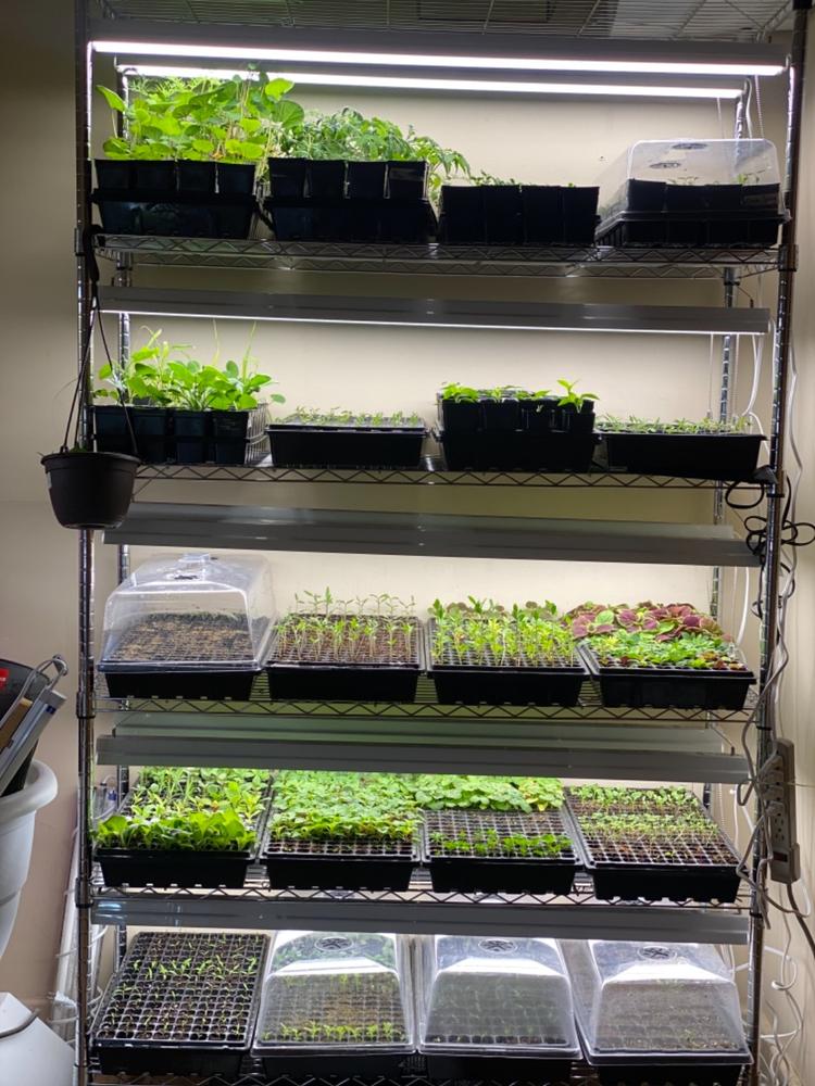 Great for high-density planting