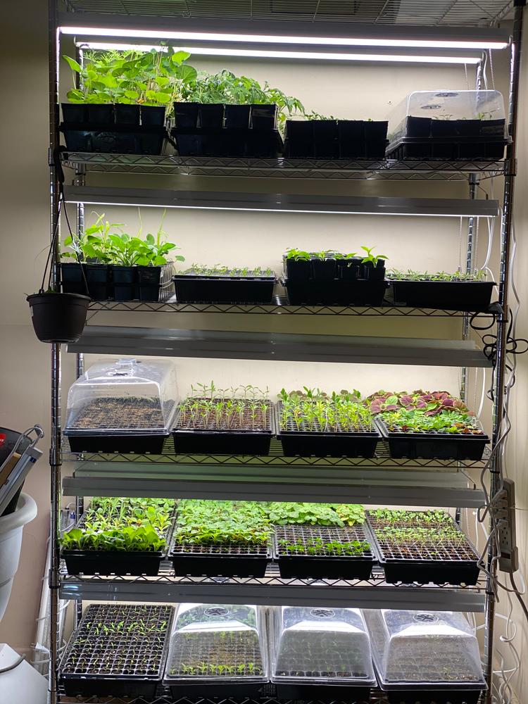 Good trays, but cells are small