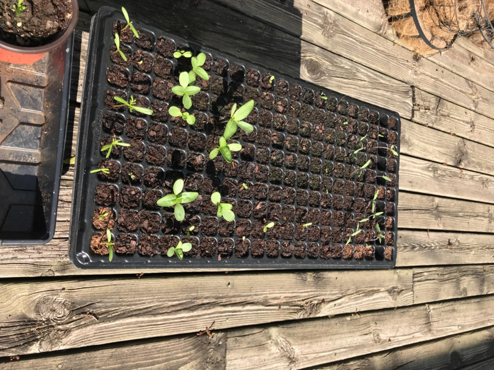 Perfect for lettuce