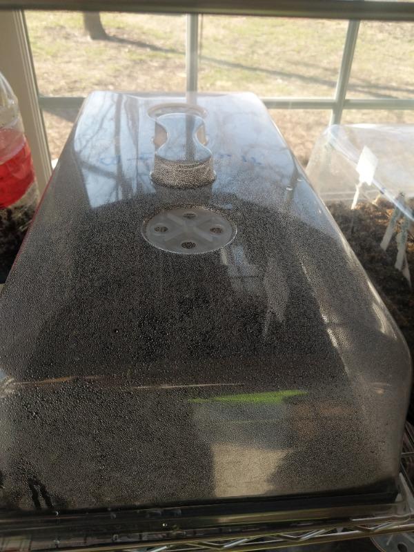 Perfect for germination