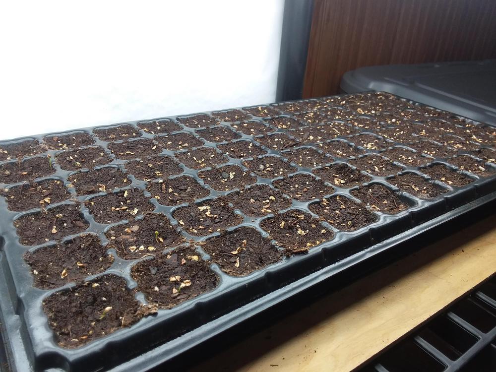 Best seed starting trays