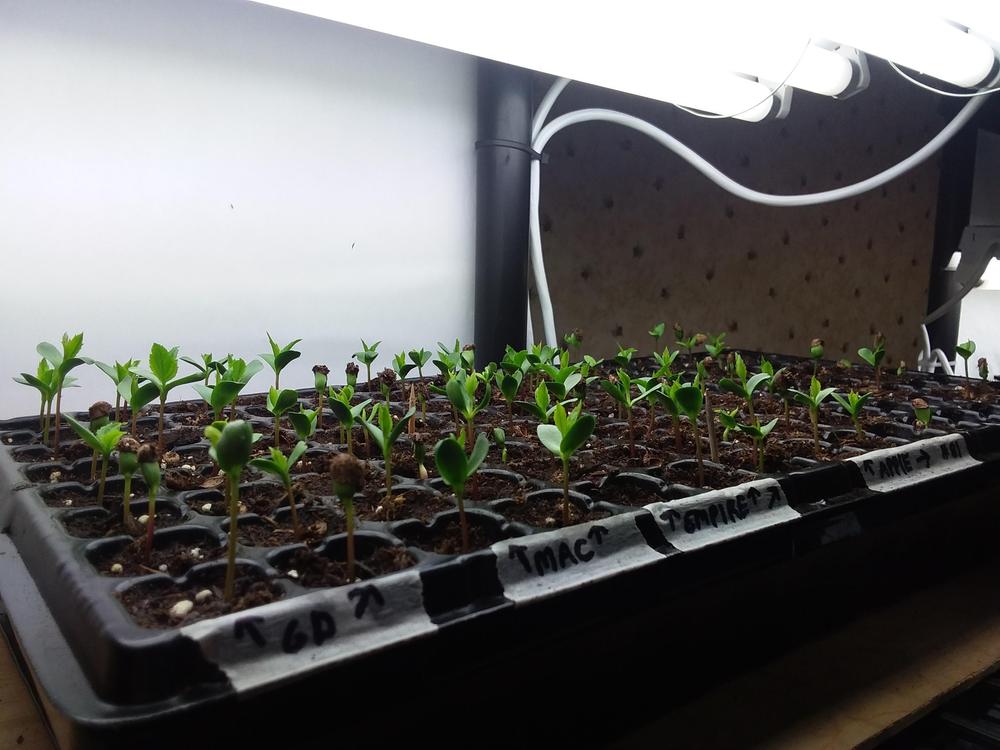 Perfect germination
