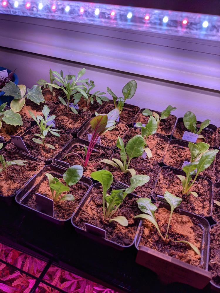 Great for starting seeds