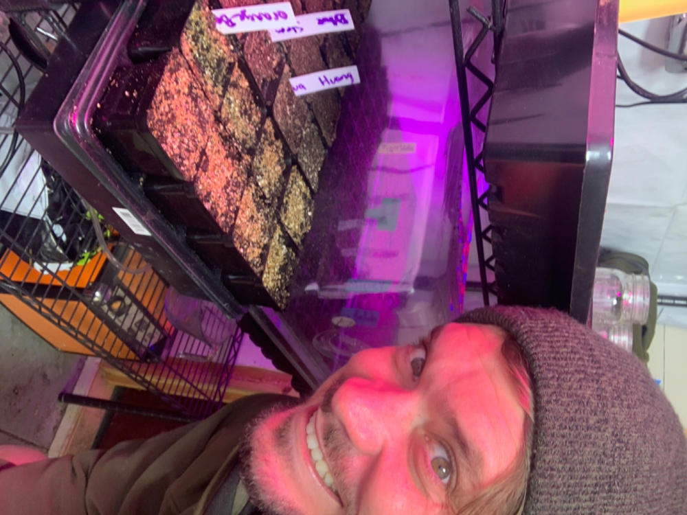 Nice trays