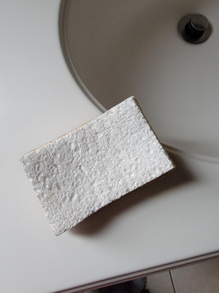 Great sponges