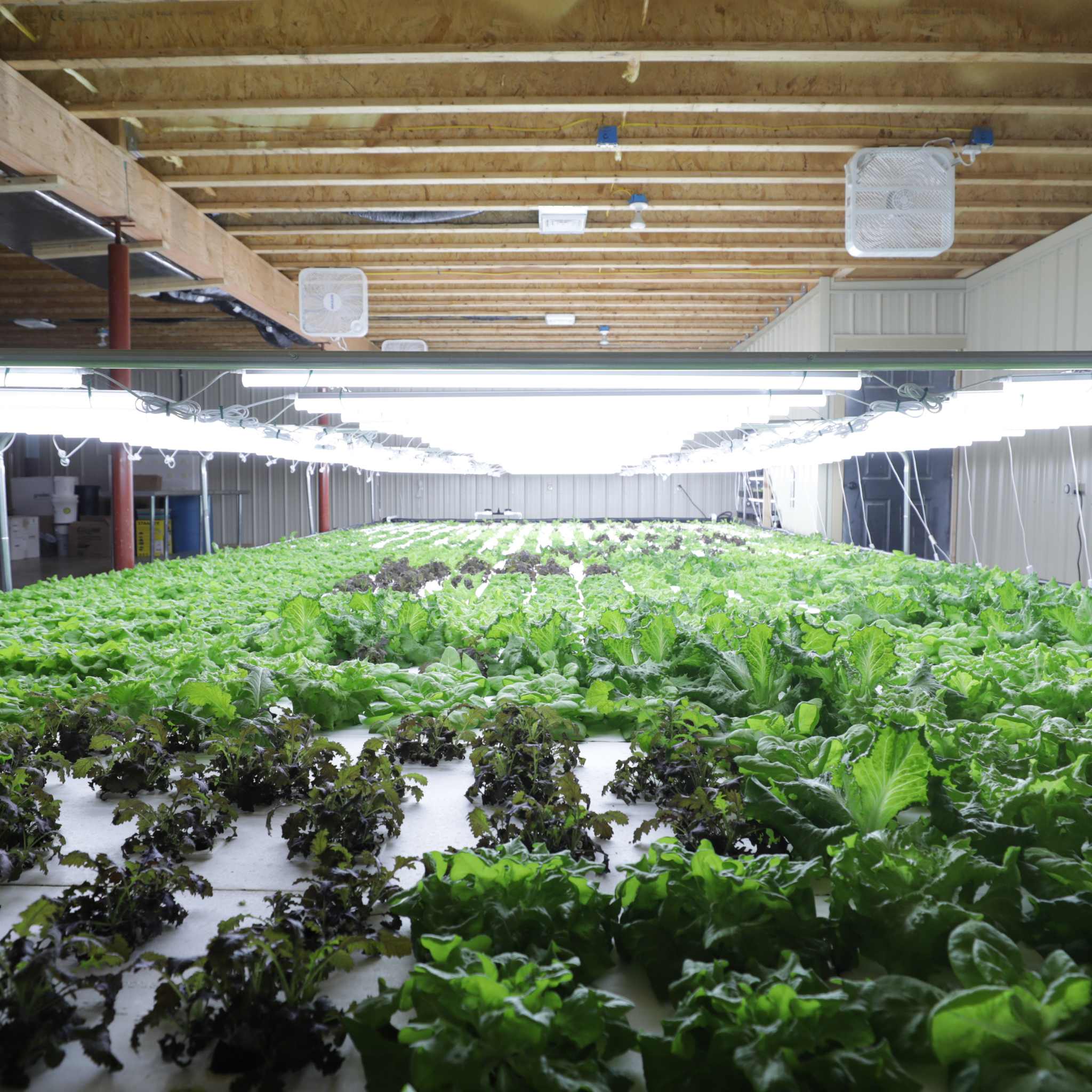 bootstrap-farmer-deep-water-culture-dwc-kit image 7