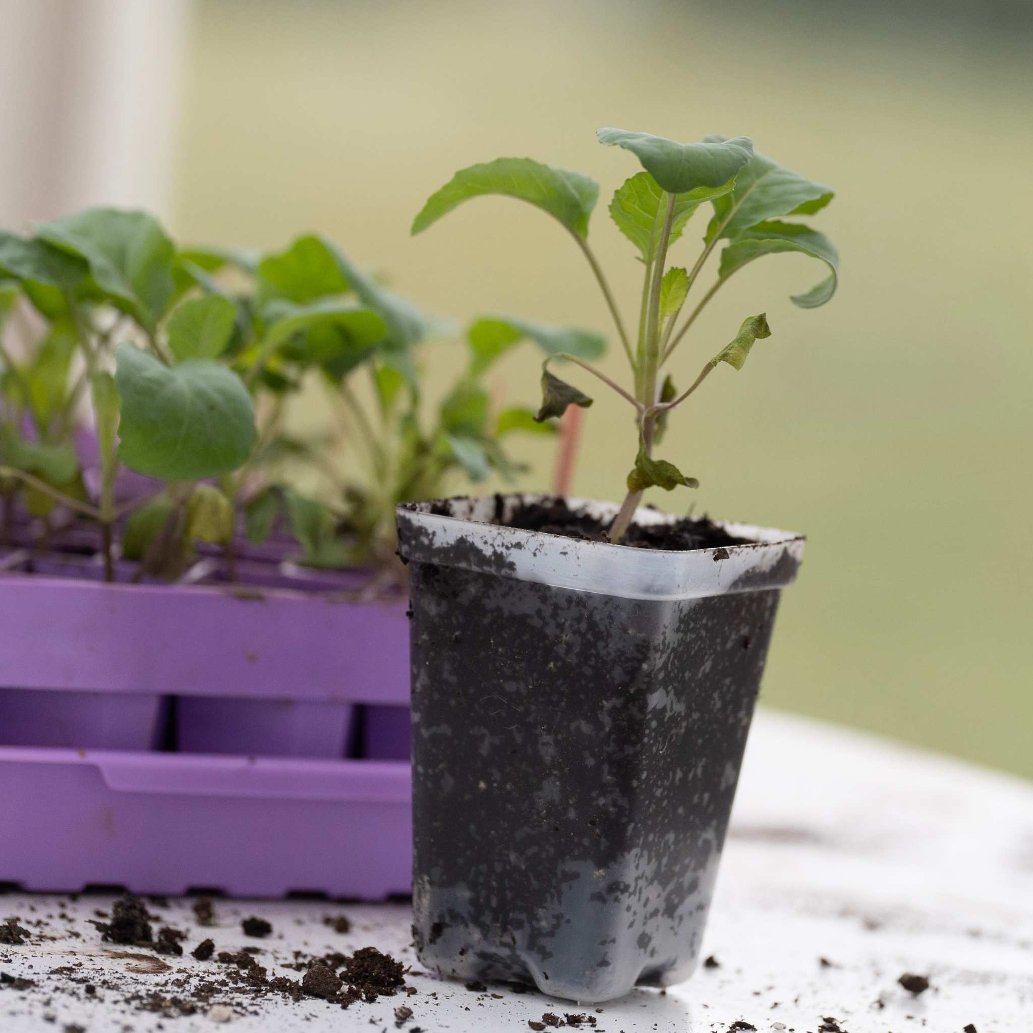 bootstrap-farmer-2-5-extra-strength-seed-starter-pots-reusable-bpa-free-made-in- image 6