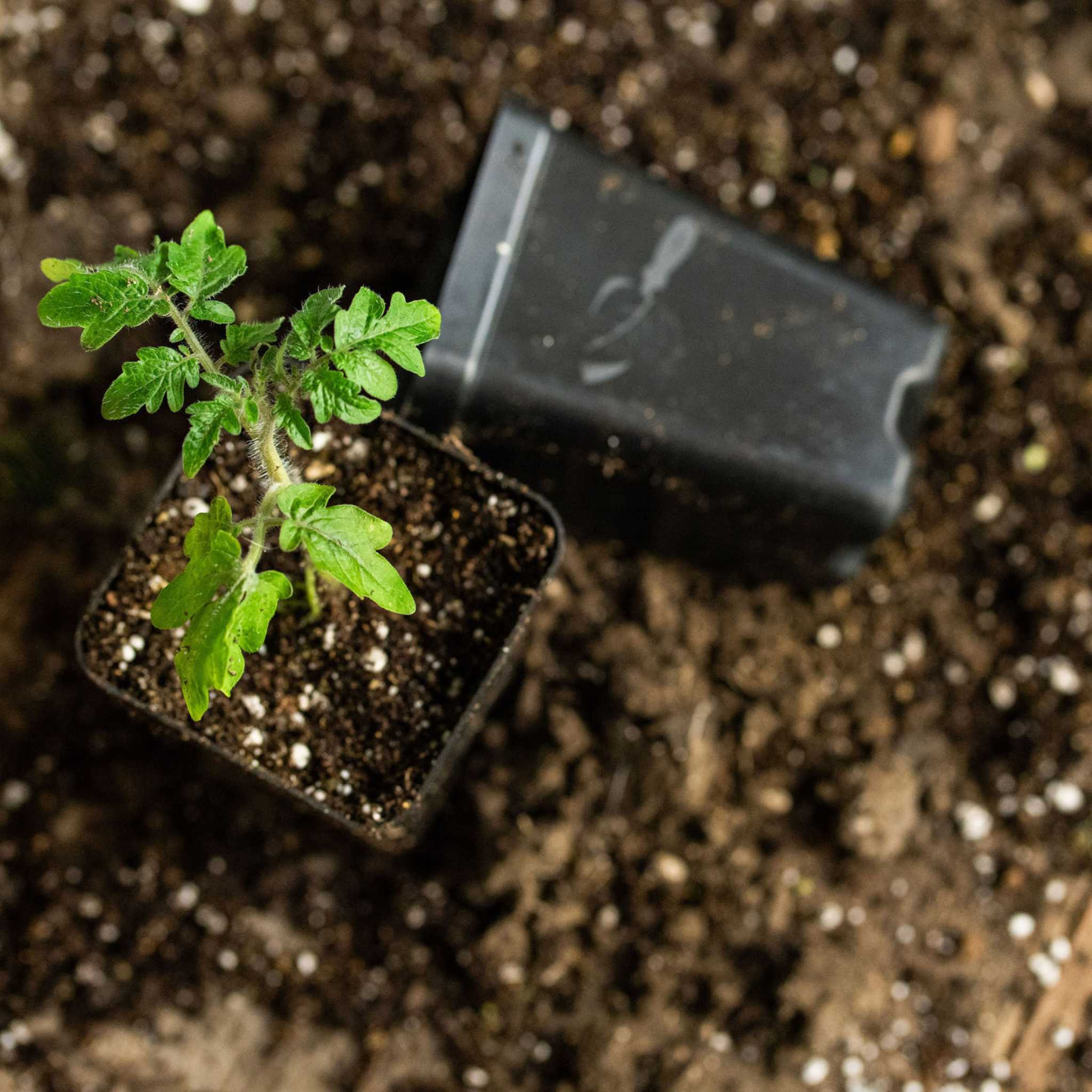 bootstrap-farmer-32-cell-reusable-plant-starter-trays-with-inserts image 3