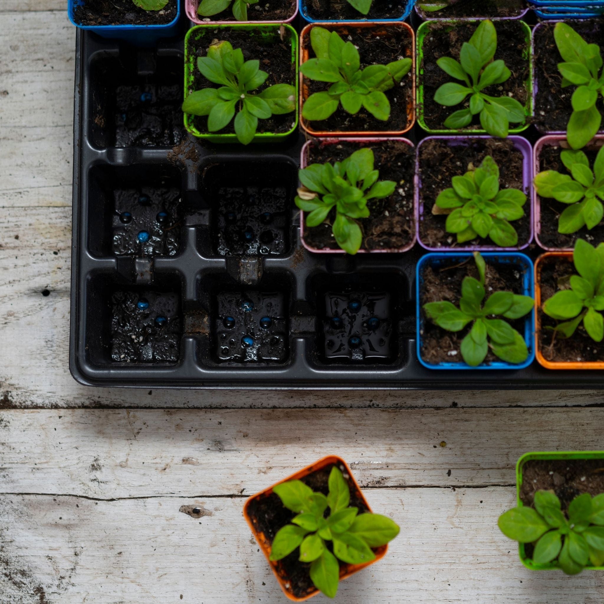bootstrap-farmer-32-cell-reusable-plant-starter-trays-with-inserts image 7