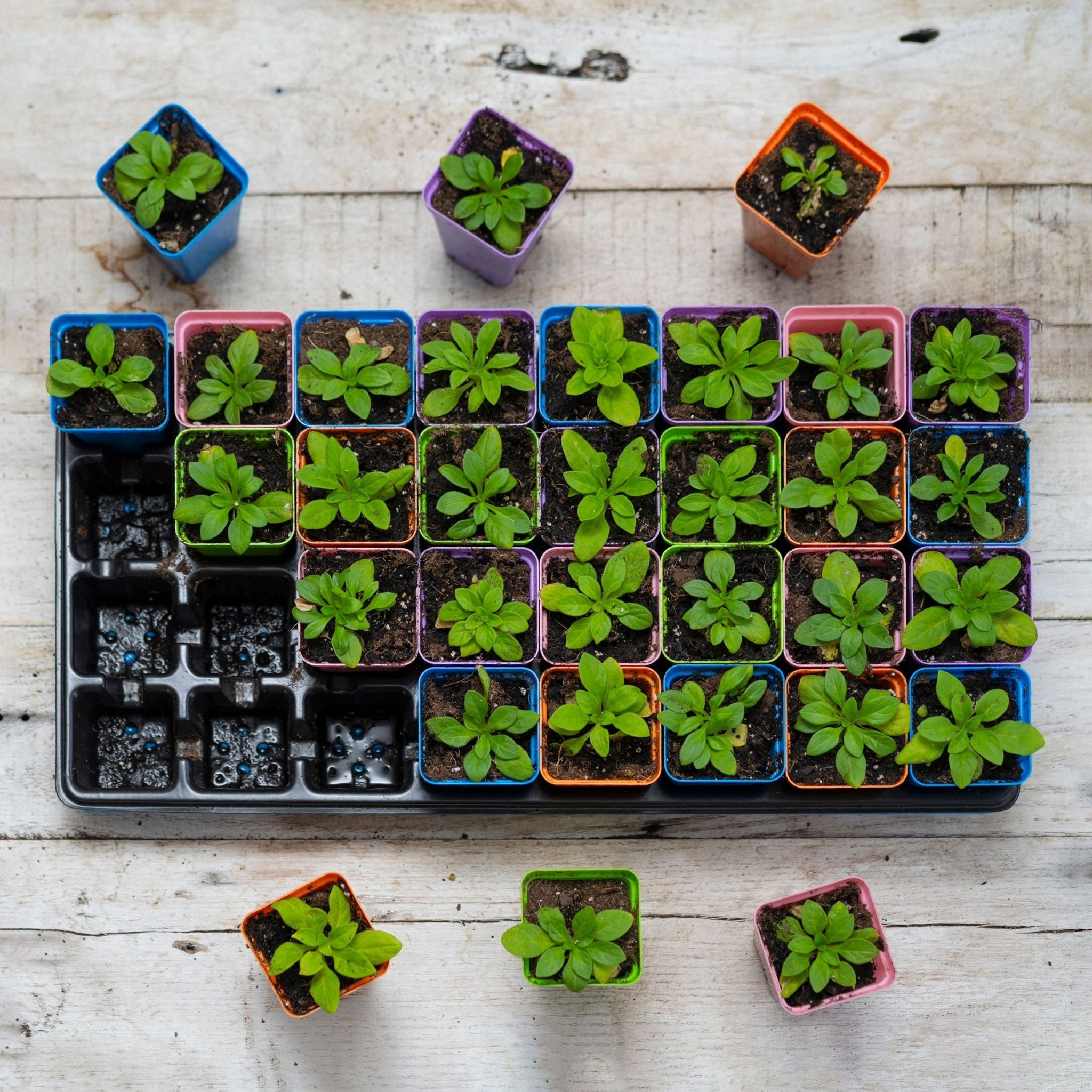 bootstrap-farmer-32-cell-reusable-plant-starter-trays-with-inserts image 5