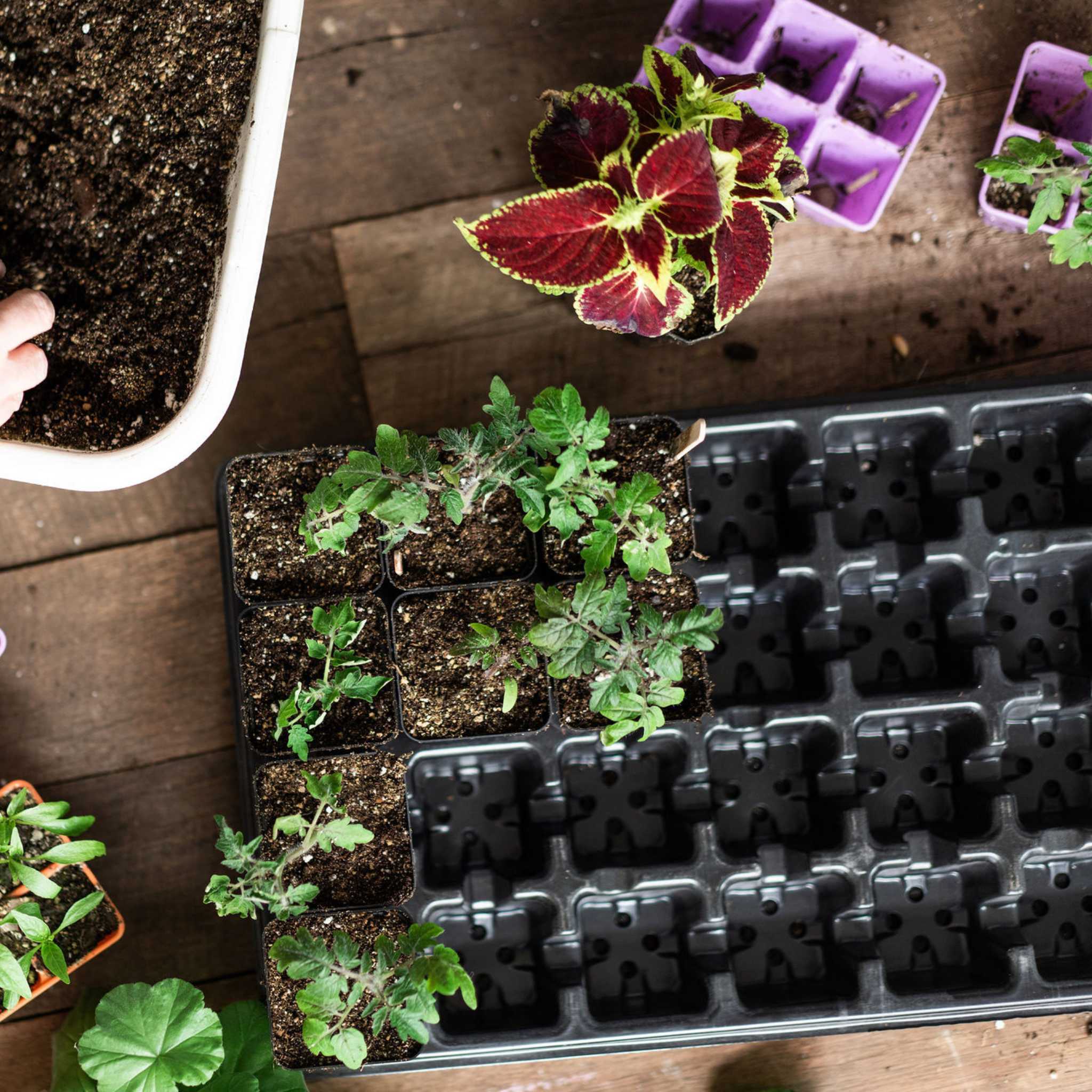 bootstrap-farmer-32-cell-reusable-plant-starter-trays-with-inserts image 2
