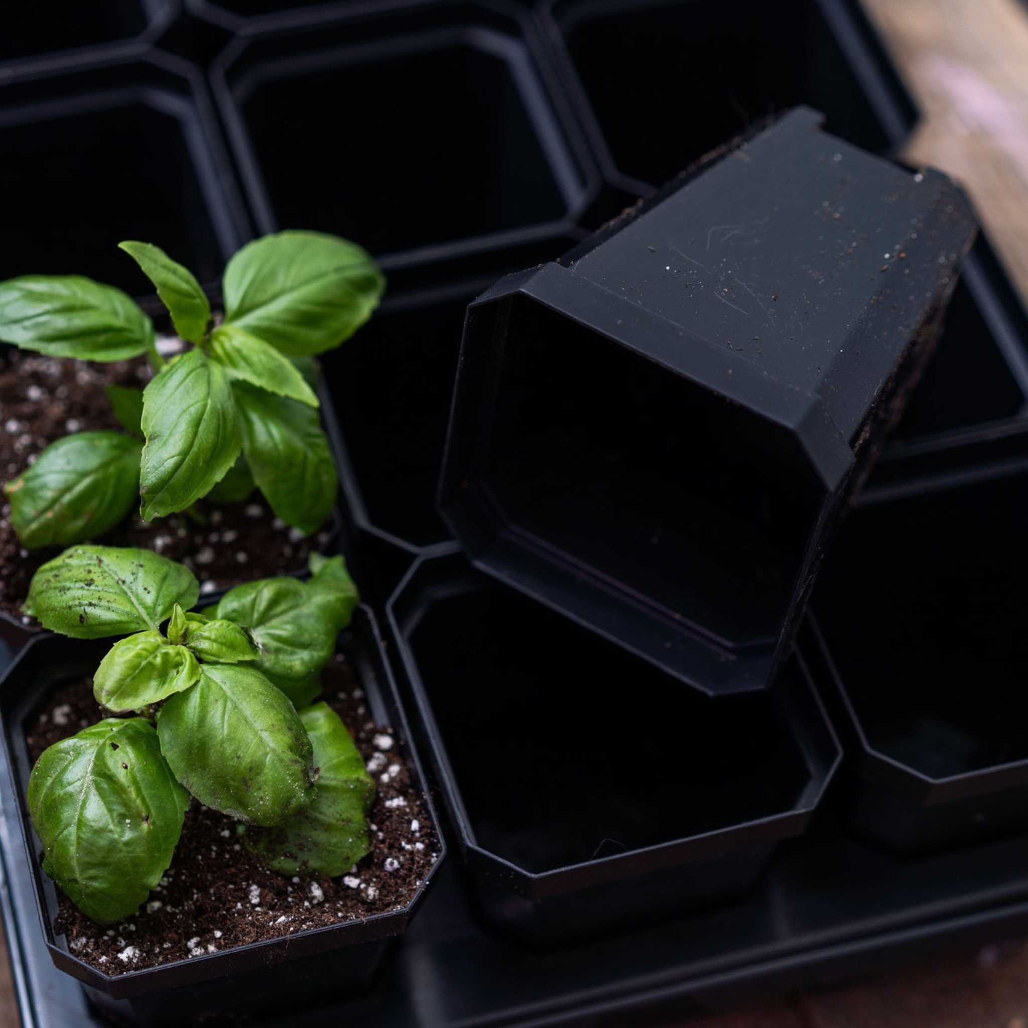 bootstrap-farmer-3-3-heavy-duty-seed-starting-pots-reusable-seedling-pots-for-10 image 6