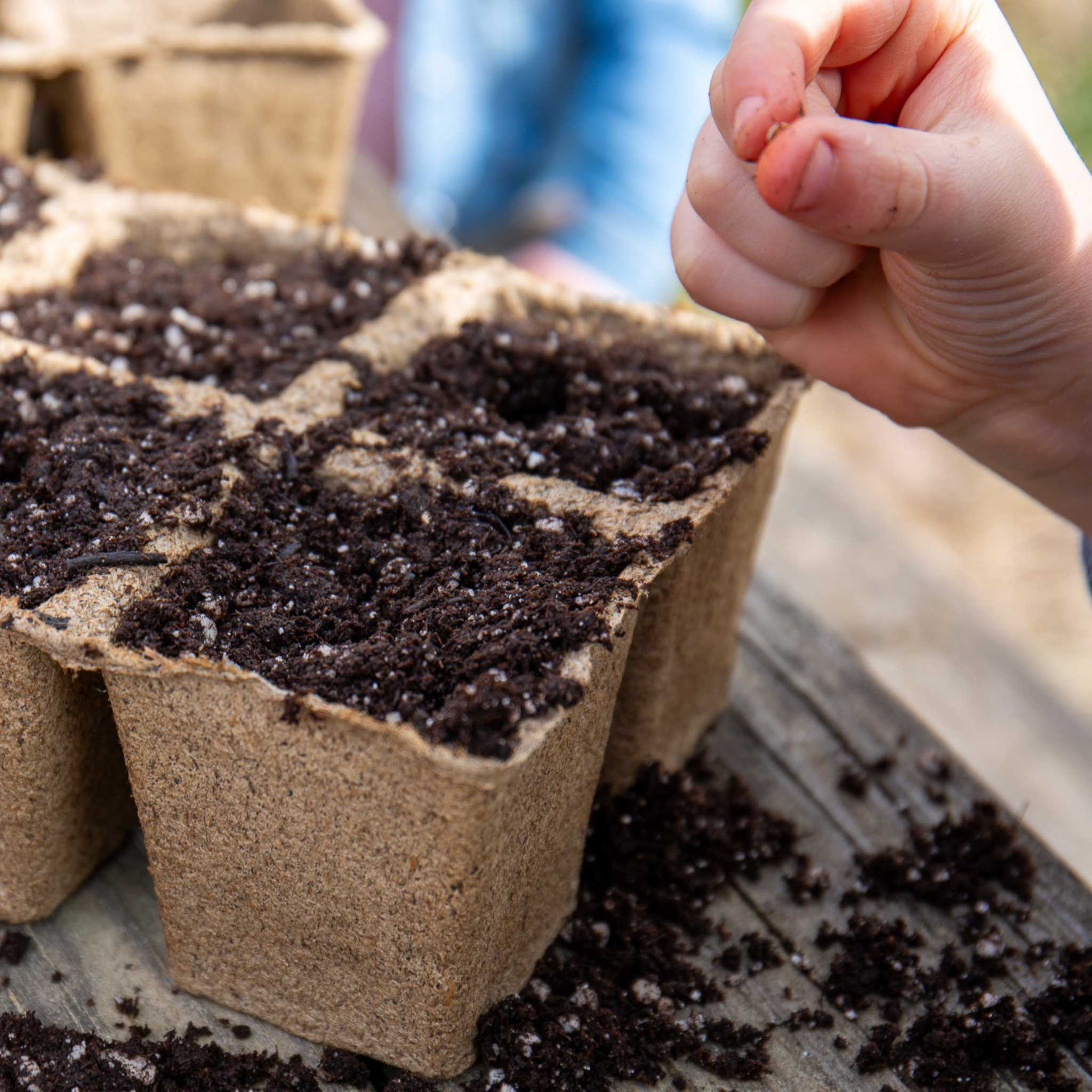 cowpots-3-6-cell-biodegradable-seed-starting-pots-pack-of-6 image 4