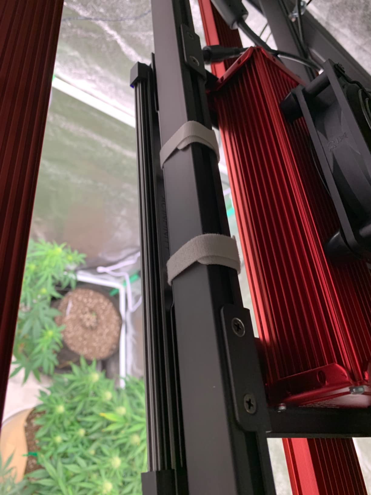 Amazing for inter-canopy