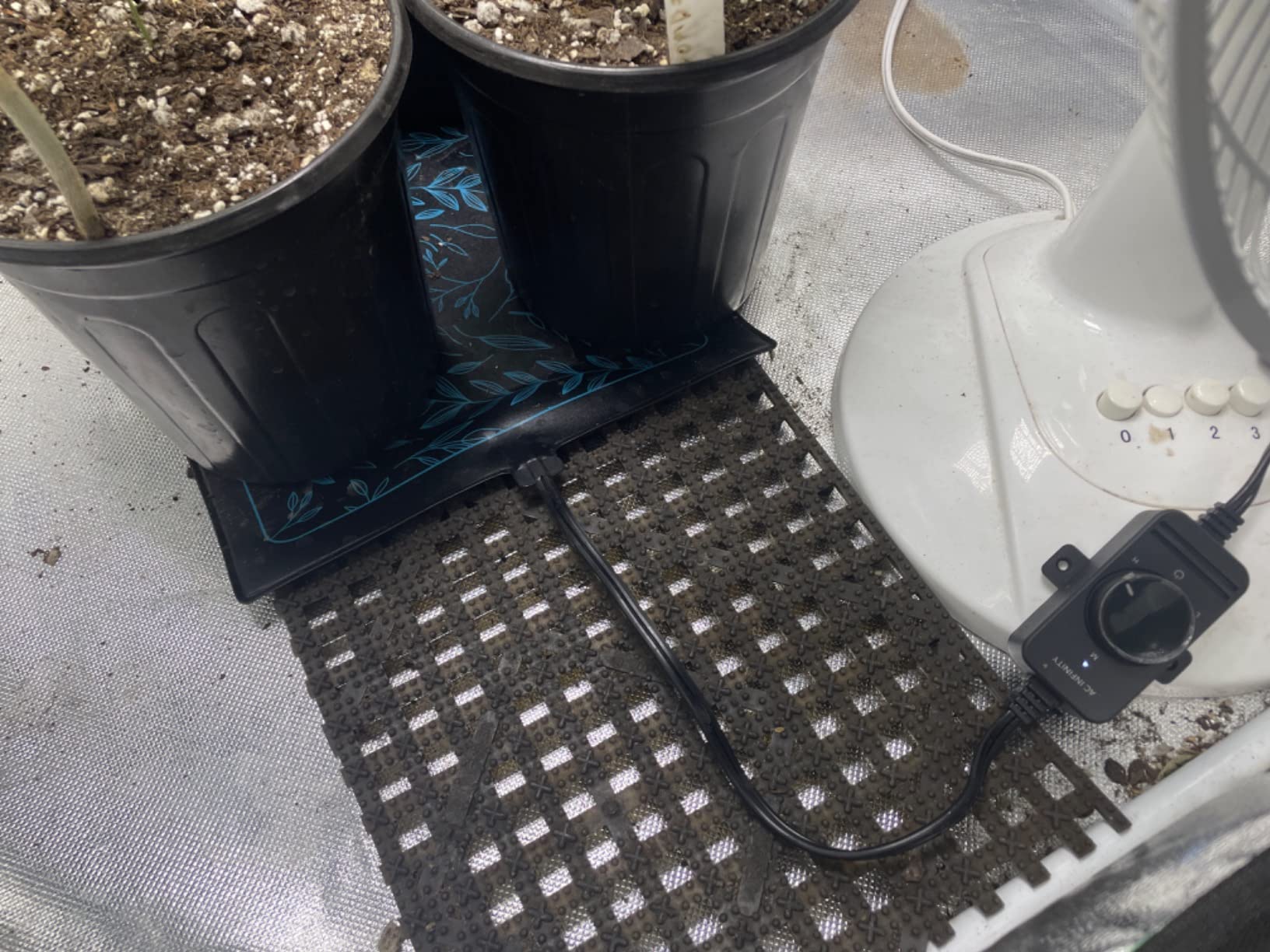 Seedlings are popping!