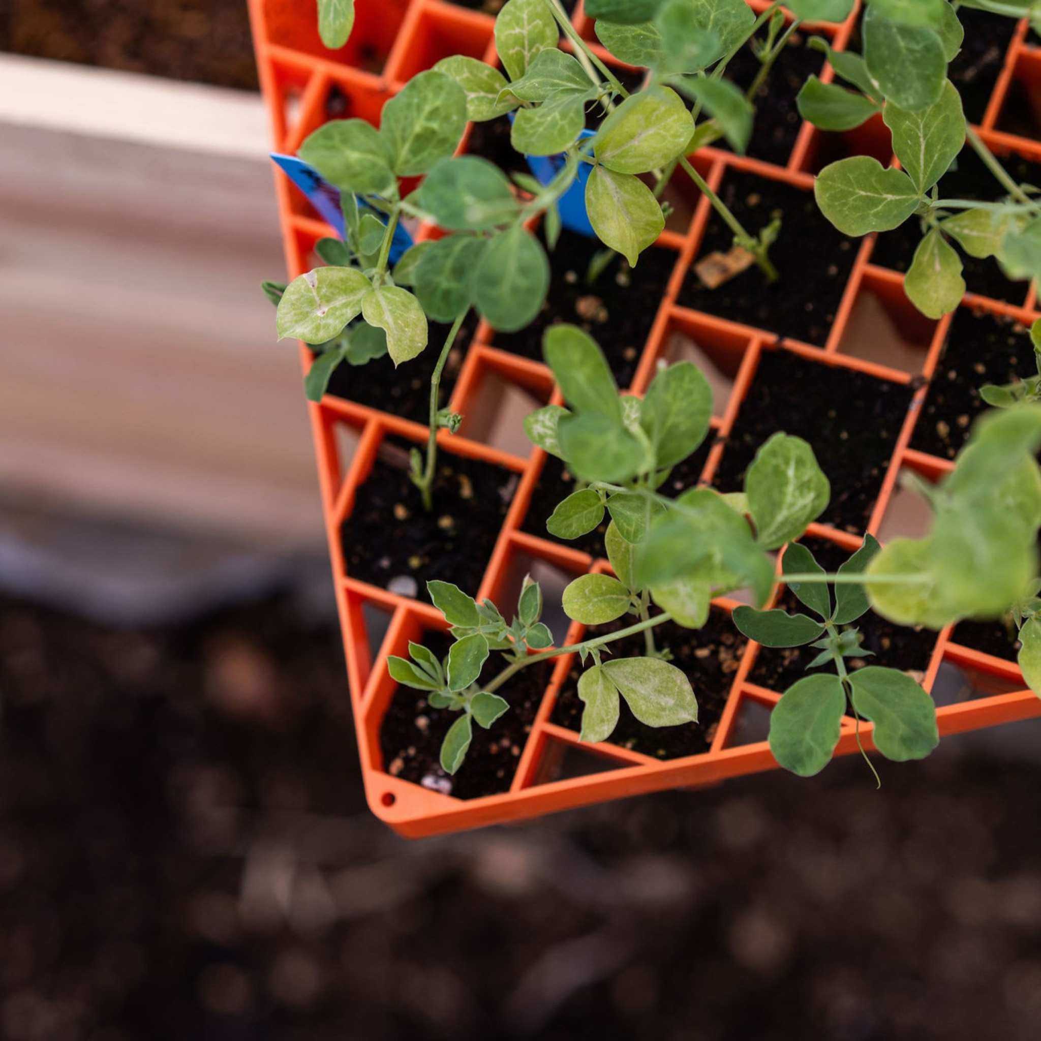 bootstrap-farmer-air-prune-heavy-duty-propagation-tray-72-cell-soil-blocking-alt image 8