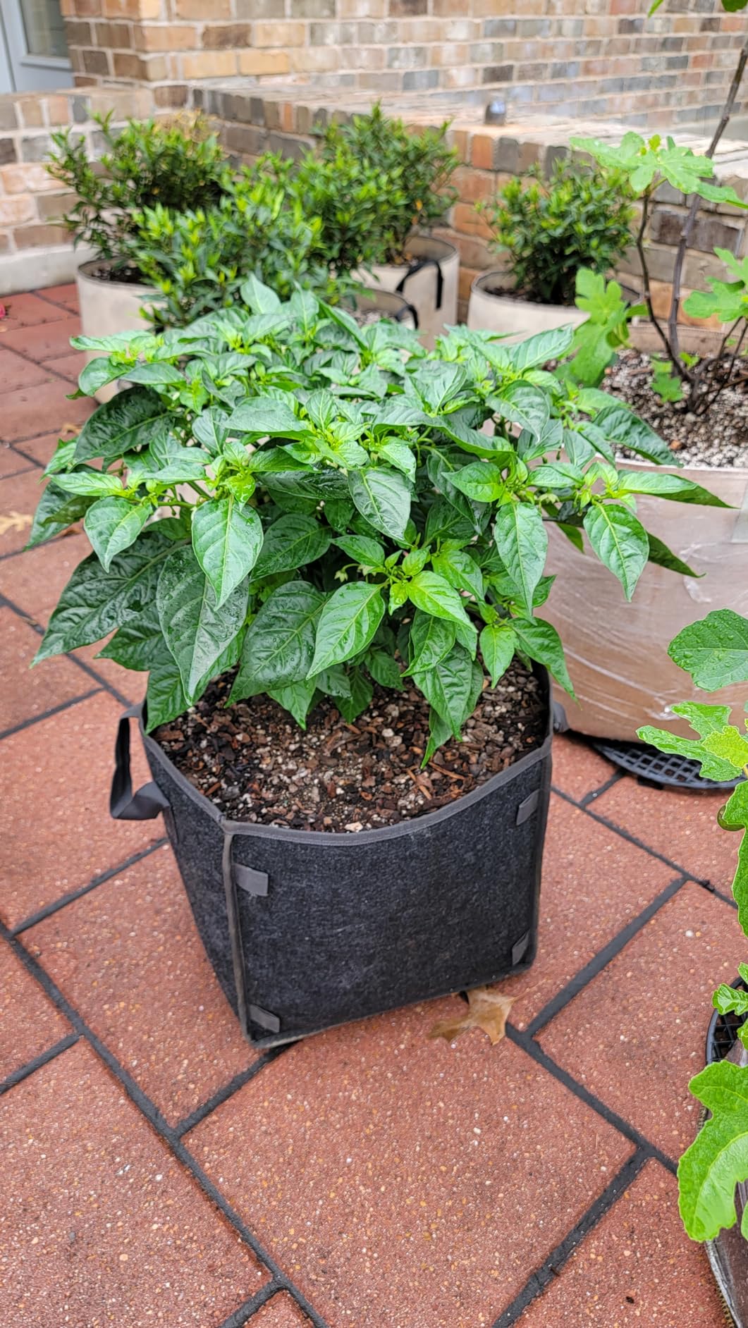 Great pots, sturdy fabric