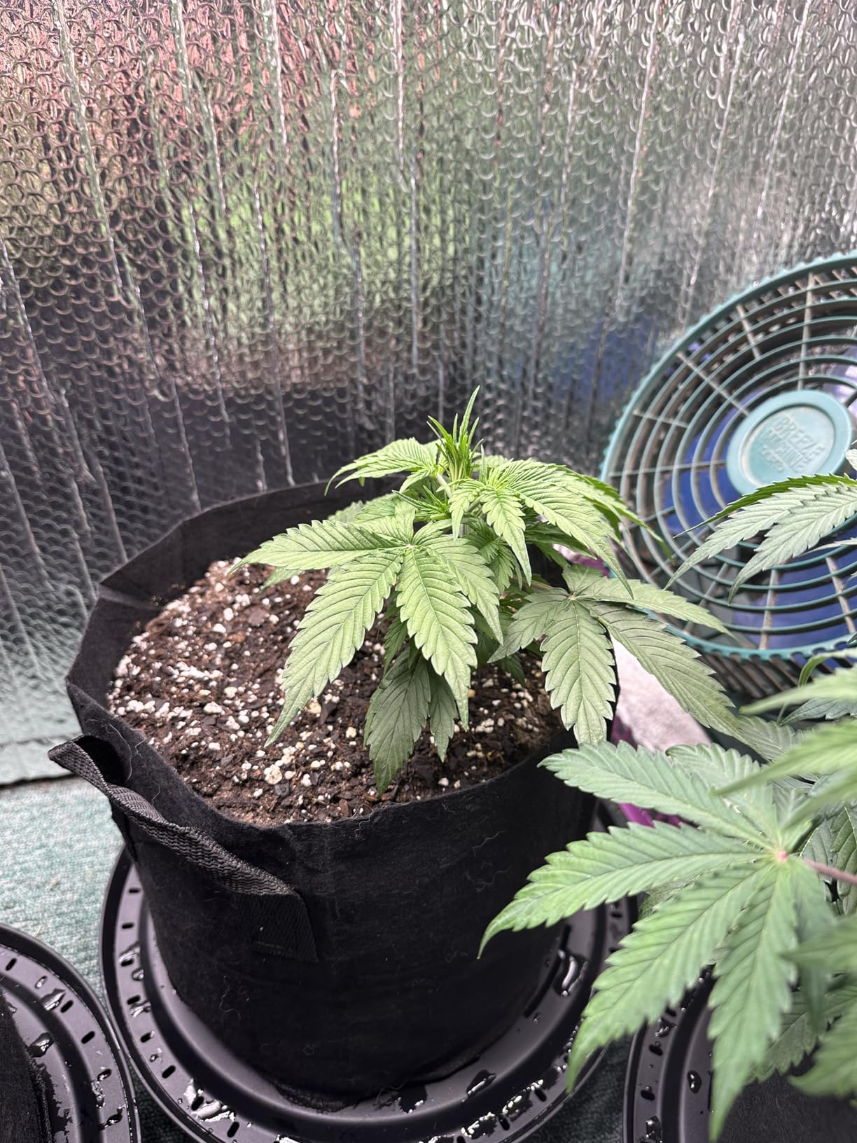 Saves my plants while on vacation