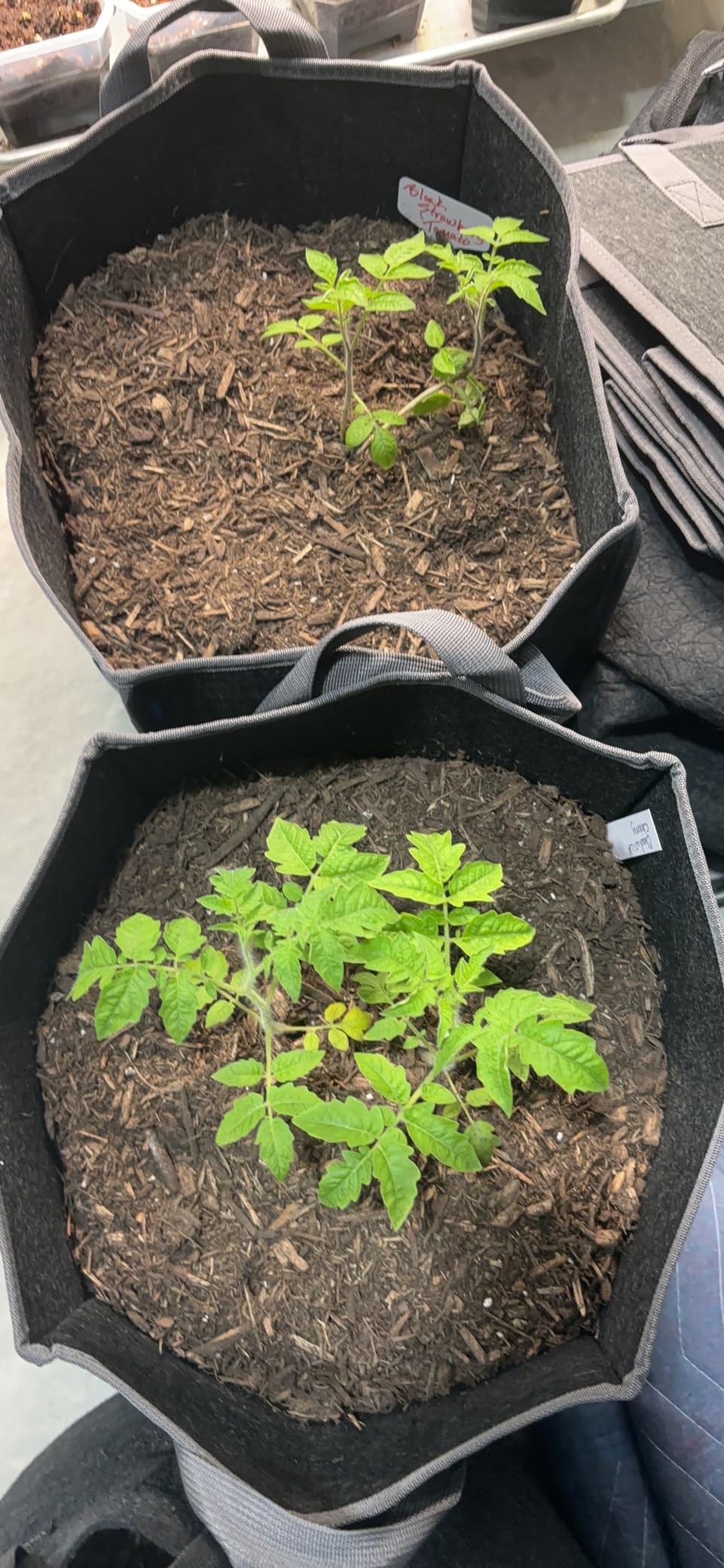 Plants are thriving