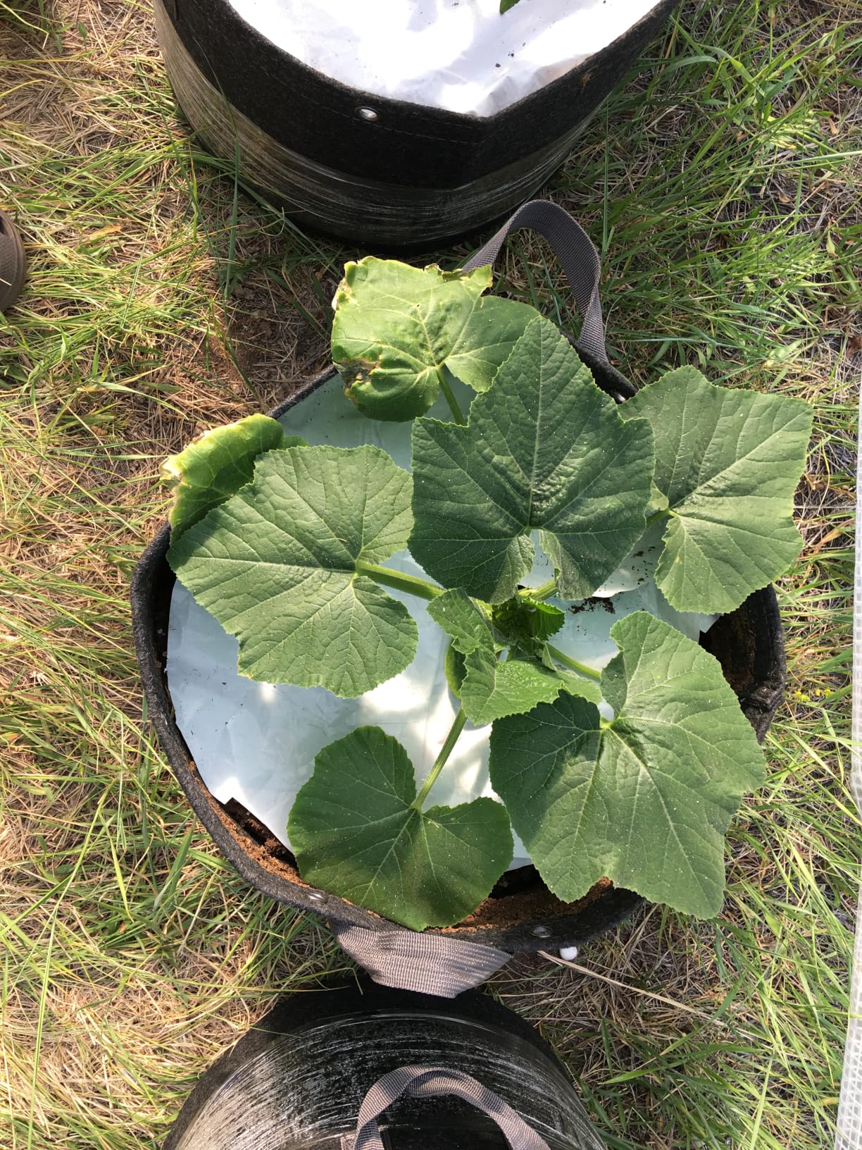 Best fabric pots