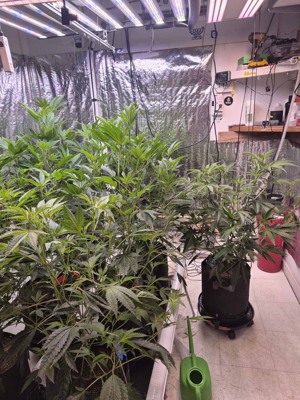 Game changer for my plants!