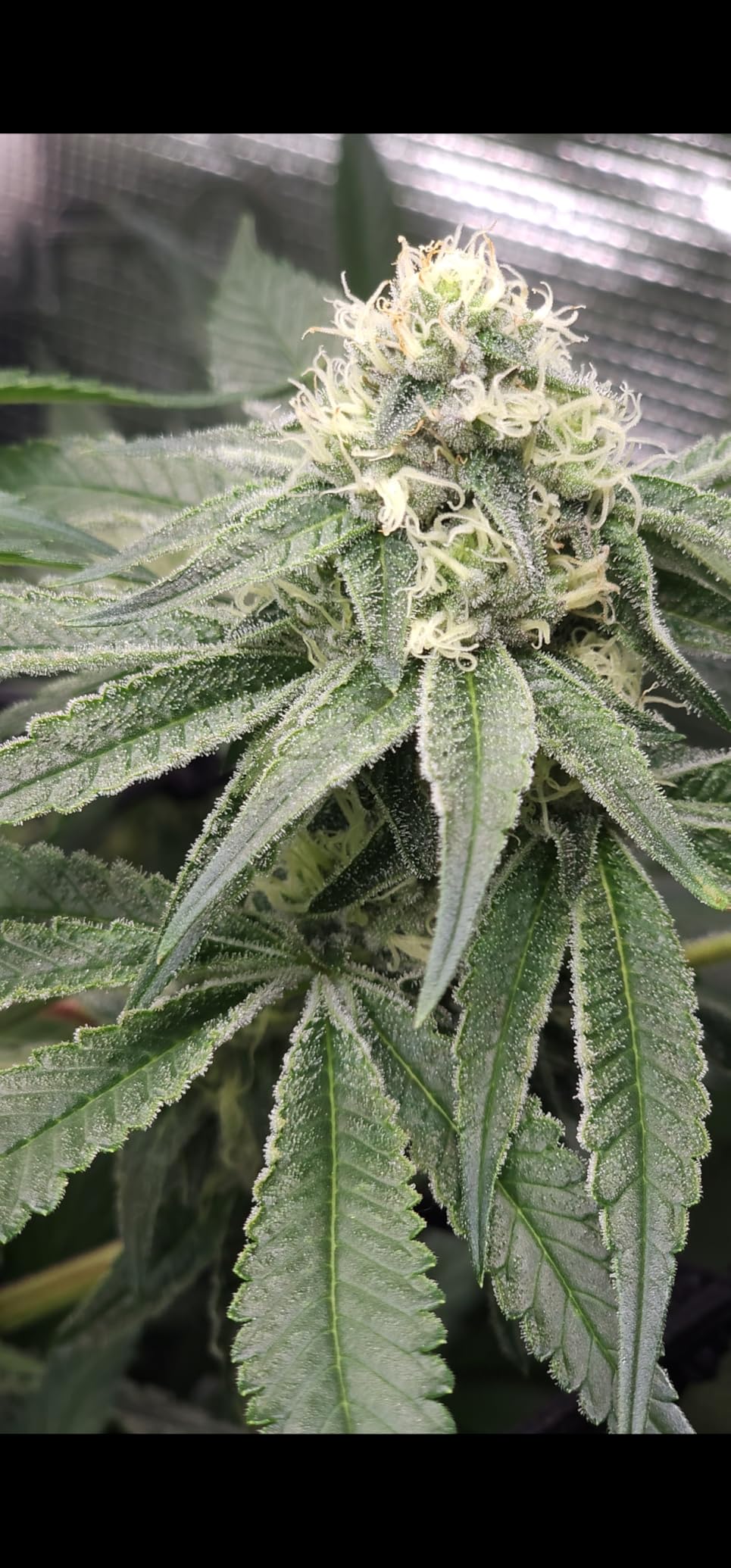 Impressive yield increase