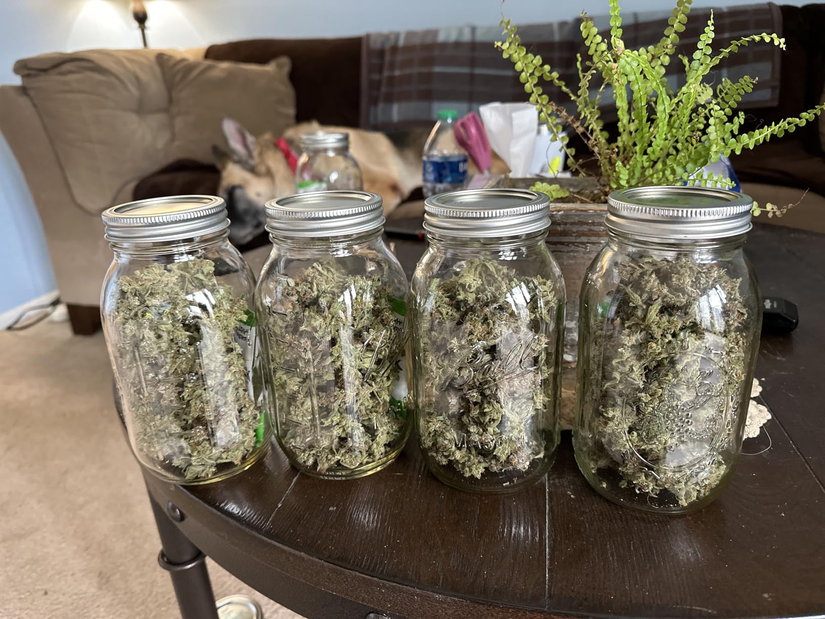 Must-have for busy plant lovers