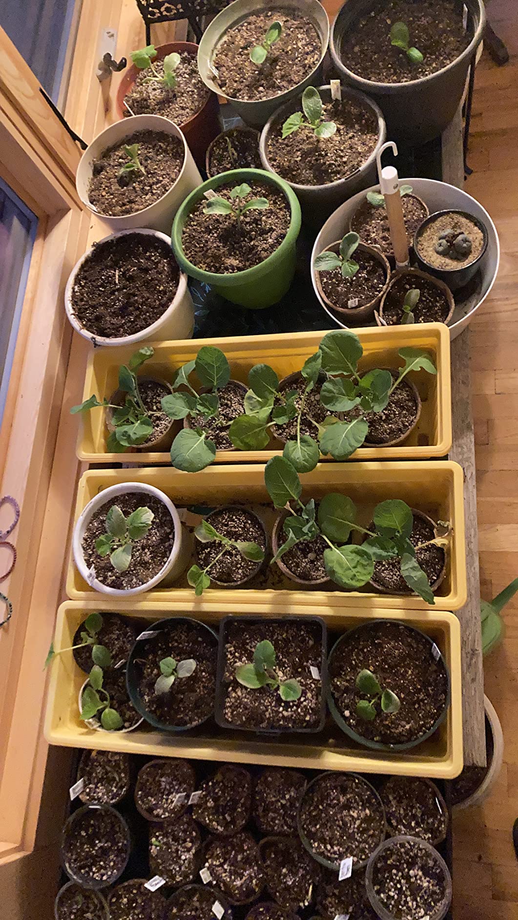 A must for indoor gardening