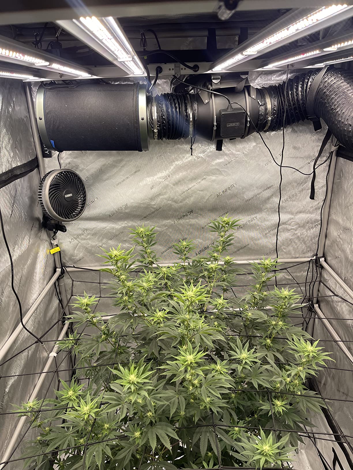 Best purchase for my grow tent