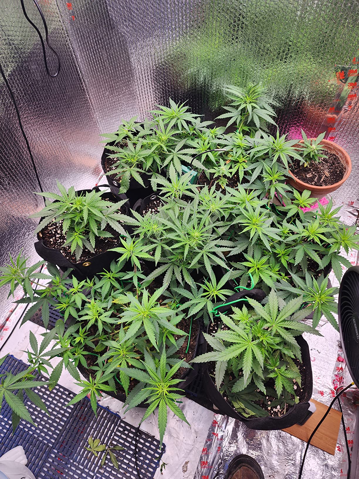 Great grow light