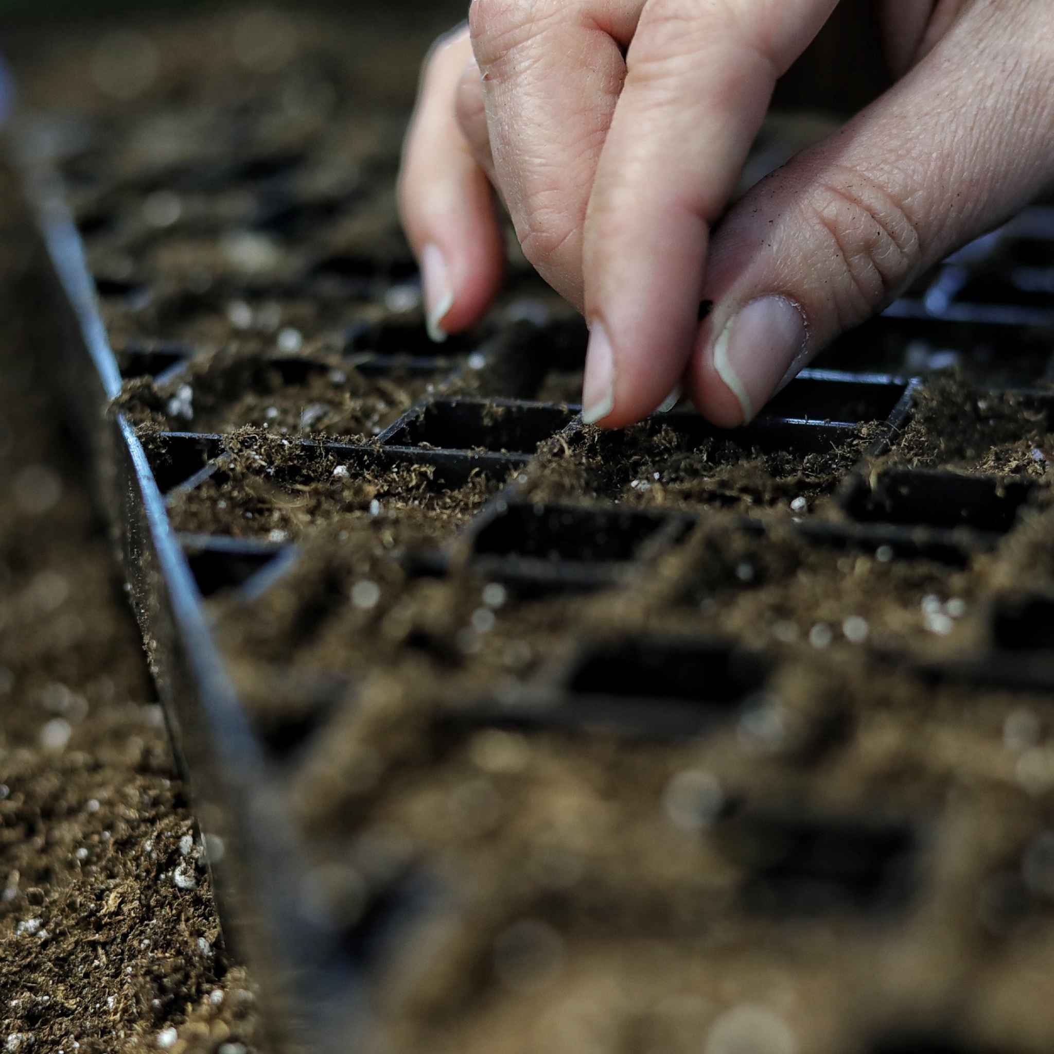 bootstrap-farmer-the-market-gardener-seed-starting-bundle-720-seeds-72-cell-tray image 5