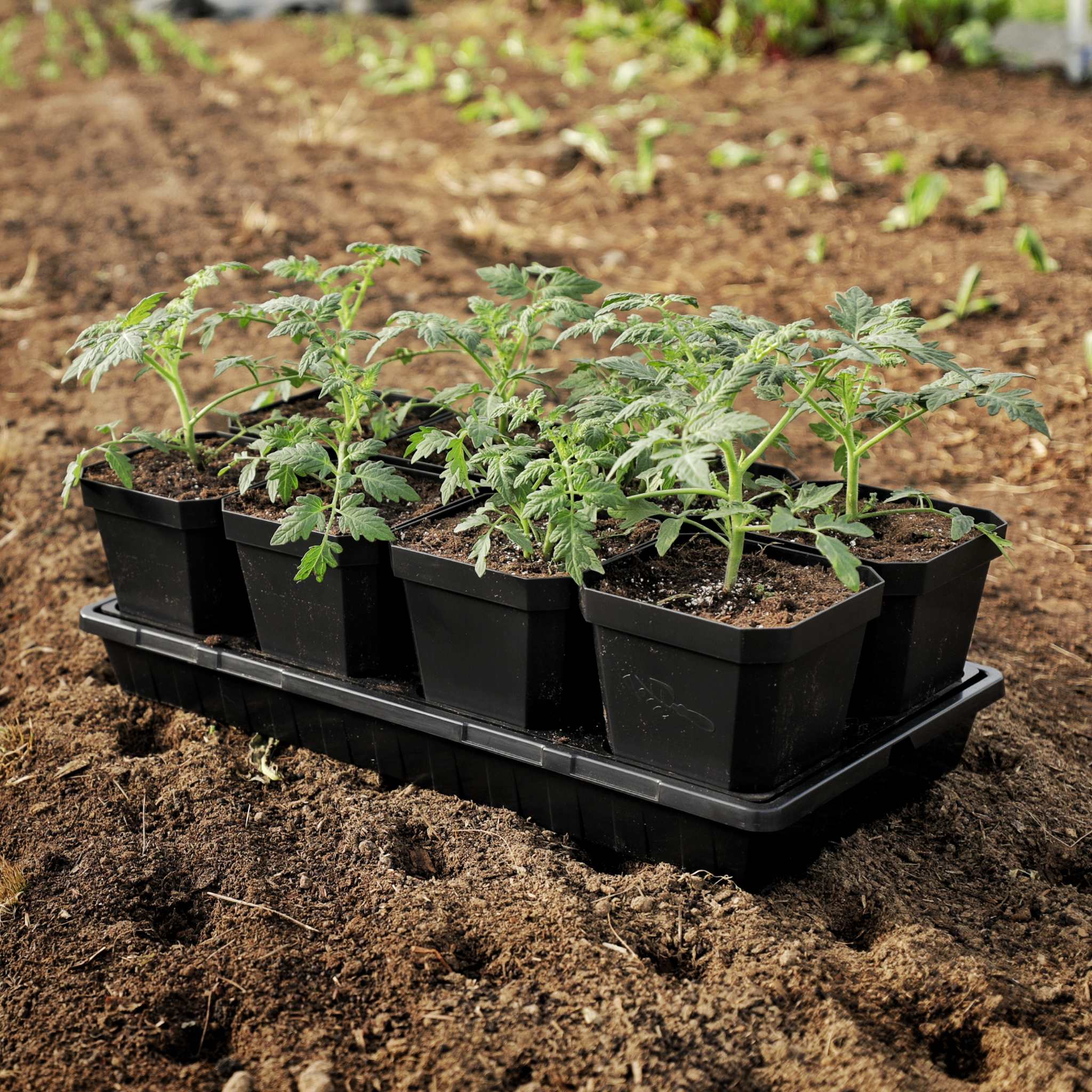 bootstrap-farmer-5-heavy-duty-nursery-pots-with-insert-tray-set-of-6 image 4
