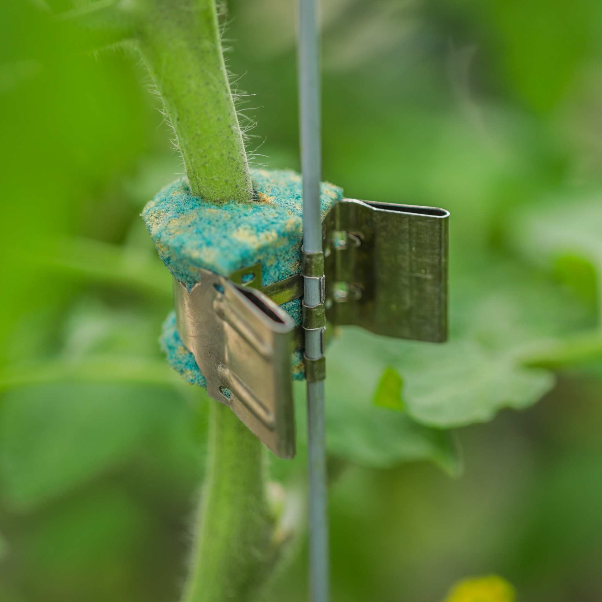 bootstrap-farmer-qlipr-trellising-system-reusable-stainless-steel-clips-for-toma image 6