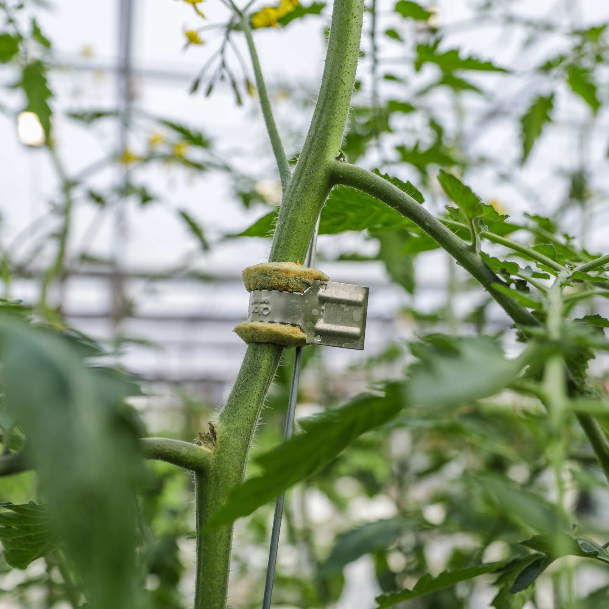 bootstrap-farmer-qlipr-trellising-system-reusable-stainless-steel-clips-for-toma image 8