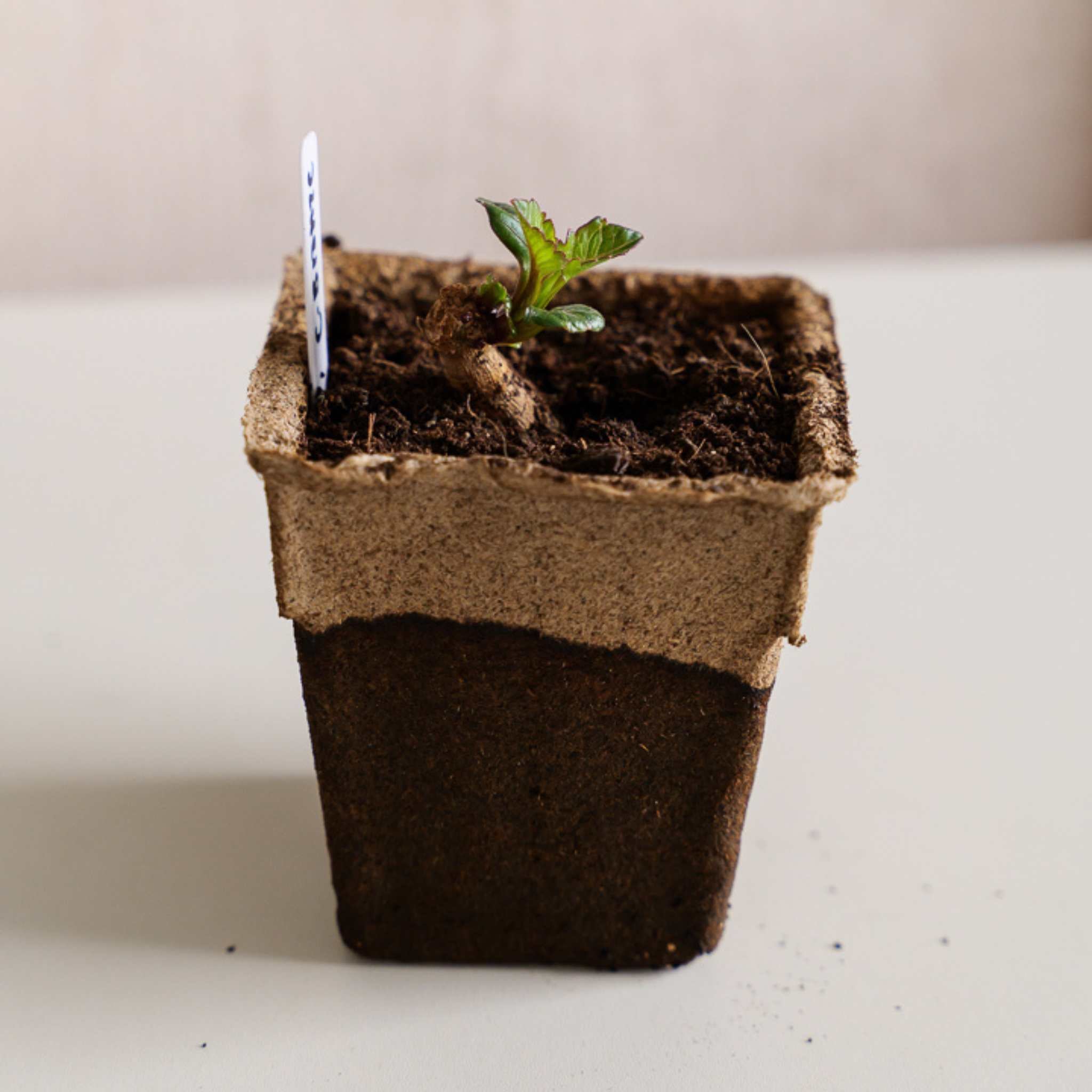 bootstrap-farmer-cowpots-4-square-biodegradable-seed-starting-pots image 3