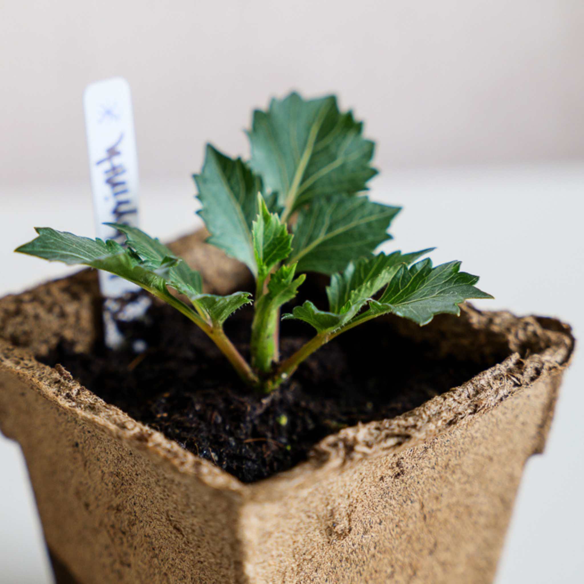 bootstrap-farmer-cowpots-4-square-biodegradable-seed-starting-pots image 4