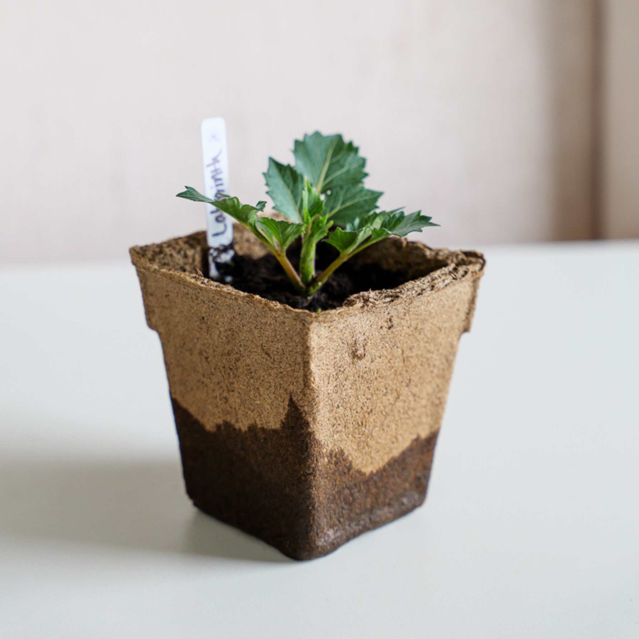 bootstrap-farmer-cowpots-4-square-biodegradable-seed-starting-pots image 2