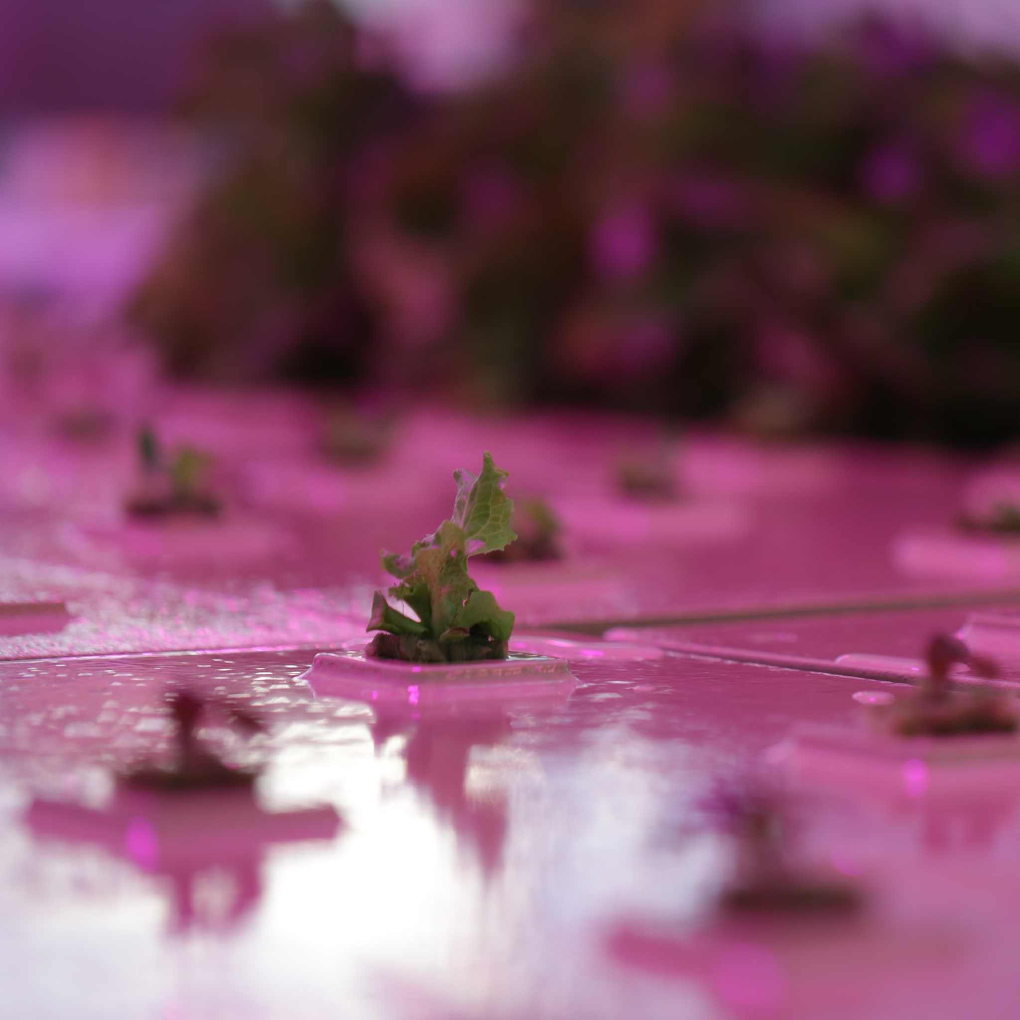 bootstrap-farmer-usa-made-deep-water-greens-raft image 4