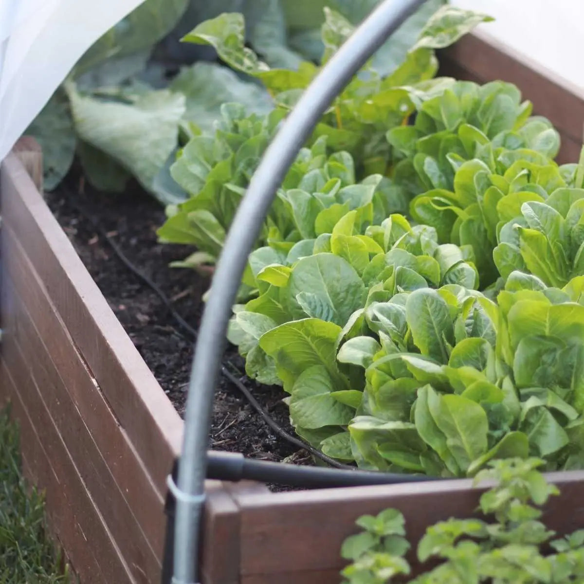 bootstrap-farmer-raised-bed-drip-irrigation-kit-50-ft-expandable image 3