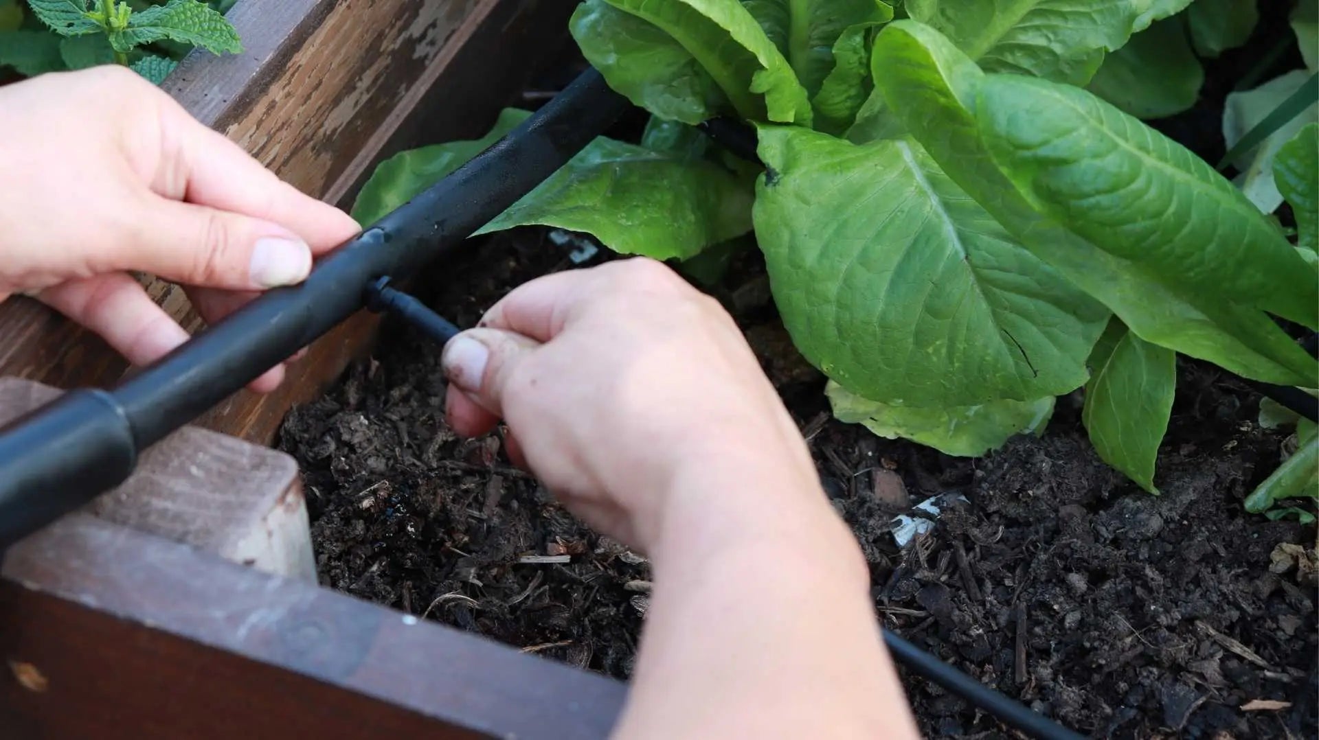 bootstrap-farmer-raised-bed-drip-irrigation-kit-50-ft-expandable image 2